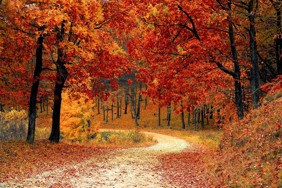 FinScape Services LLC - Seasonal Cleanup